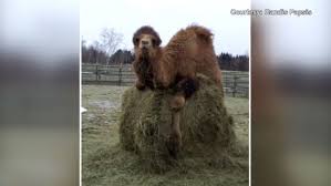 Cnn is breaking the news right now. Horse Bonds With Seeing Eye Camel In Winslow Wgme