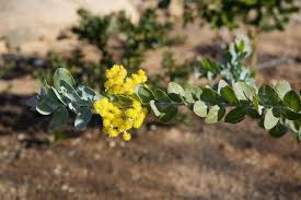 Image result for Acacia podalyriifolia