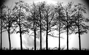 Tree Black And White Wallpapers Tree Silhouette Wallpaper Tree Silhouette Tree Wallpaper Black And White