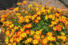 Image result for foto Dvouzubec