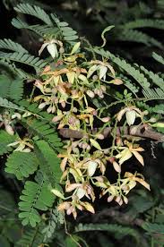 Image result for Tamarindus