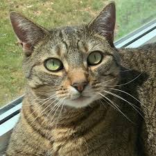 Wet foods provide both nutrition and hydration in a range of. Sheba Perfect Portions Seafood Entree Pate Wet Cat Food Variety Pack 24 Ct 2 64 Oz Fry S Food Stores