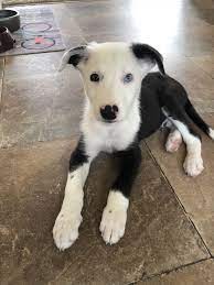 Finley Short Hair Border Collie Dog Friends Border Collie Collie Puppies