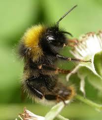 Image result for Bombus sylvestris