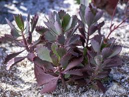 Kalanchoe Bordeaux Uspp27 760 Succulents Plants Planting Succulents