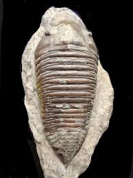 Image result for Triainolepis