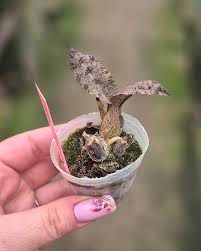 Image result for Oeceoclades