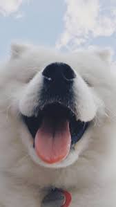 Via Kaufmann S Puppy Training Dogsfunnytumblr My Blog Cute Dog Wallpaper Dog Wallpaper Dog Wallpaper Iphone