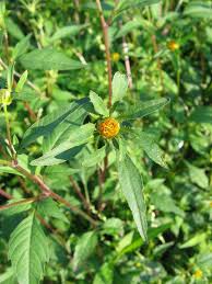 Image result for Bidens flagellata