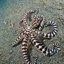 Mimic Octopus Scares Predators Away By Impersonating A Poisonous Sea Creatures Ocean Animals Sea Creatures Mimic Octopus
