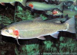 Elles se montrent toutefois en général moins méfiantes que les truites fario, bien que les individus sauvages aient un comportement très similaire à celui de la fario. Oncorhynchus Mykiss Truite Arc En Ciel
