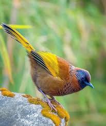 Image result for Erythrocephalum