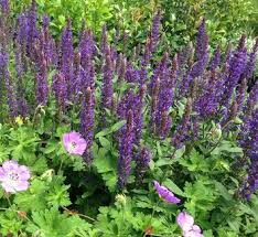 Image result for Cuviera semseii