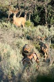 Deer Hunting And Camo What Can They See Deer Hunting Deer Hunting Tips Deer Hunting Equipment