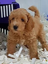 Satilik Toy Poodle Yavrularimiz Gelmistir Satilik Toy Poodle Yavrularimiz Gelmistir Kopek Kopekseverler Kopeksahiplend Poodle Evcil Hayvanlar Kopek