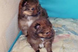 Find puppies for sale and dogs for adoption near you. Poshie Pomeranian X Sheltie Mix Info Temperament Training Puppies Pictures