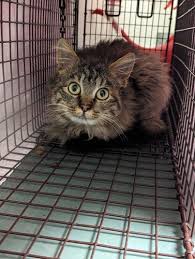 Rabid stray cat found at JMU | News | breezejmu.org