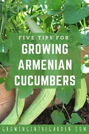Use a rain gauge from your garden store to determine how much supplemental water to give them. Growing Armenian Cucumbers Growing In The Garden