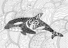 Adult antistress coloring page with orca. Killer Whale With High Details Adult Antistress Coloring Page Royalty Free Cliparts Vectors And Stock Illustration Image 69111912