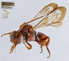 Image result for Nesaea pygmaea