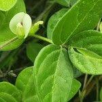 Image result for Macrotyloma uniflorum