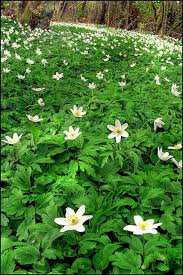 Wood Anemone Vitsippa This Is What All The Clearings Look Like In Spring In Sweden Woodland Garden Woodland Flowers Wood Anemone