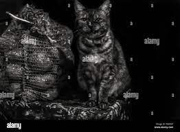 Angry Grumpy Gloomy Stripped Grey Cat Sitting On A Corner Near Bag Of Potatoes On A Black Background Black And White Photo Copyspace Stock Photo Alamy
