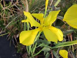 Image result for Moraea spathulata