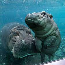 San Diego Zoo On Instagram Amahle S Ready For Her Big Debut On Hippo Cam Presented By Mattel Playroom Cli San Diego Zoo Safari Park Carnival Of The Animals