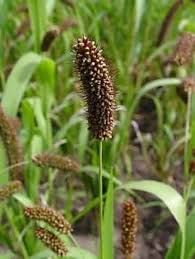 Image result for Setaria italica
