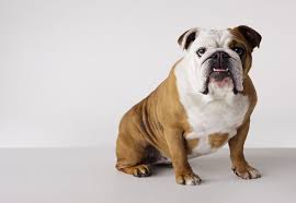Common health conditions in french bulldogs. End Of The English Bulldog Calls For Breed To Be Erased Due To Increasing Health Problems Science News Express Co Uk