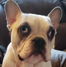 Matching billing address is required. French Bulldogs And Faux French Bulldogs Of Sw Washington Home Facebook