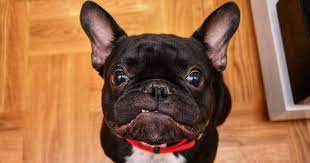 The pug and the french bulldog share some of the characteristics. The Frug French Bulldog Pug Mix