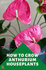 Anthurium The Ultimate Guide To Flowering Anthurium Houseplants Anthurium Plant Anthurium Anthurium Flower