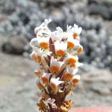 Image result for Hebenstretia