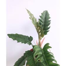 #plants #plantoneonme hello plant lovers, hope everyone is having a great day. Plm Philodendron Saw Philodendron Jungle Boogie Rare Live Plant Shopee Malaysia