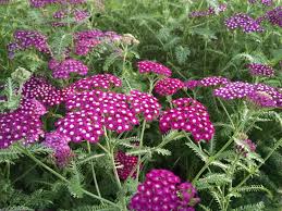 Image result for Achillea