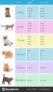 Pet Age Concept Comparison Chart Of Cat And Human Years As