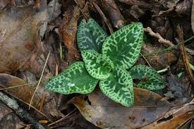 Image result for Goodyera