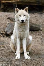 Pin On Dramatic Animals