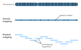 How Do You Map A Genome Facts Yourgenome Org