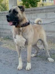 Anatolian Mastiff Turkish Mastiff Aksaray Malakli Kangal Dog Unusual Dog Breeds Dogs