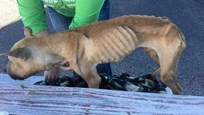 Now he is getting a second chance at life. Severely Emaciated Dog Found In Butler County Has Died Sheriff Continues To Search For Owner