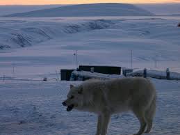 Oui, 42,6° c minimum, même depuis, plusieurs villes, dont des européennes, ont battu leur record historique de chaleur, avec des valeurs dépassant les 40°c. Record De Chaleur Au Point Habite Le Plus Au Nord De La Terre Sciences Et Avenir