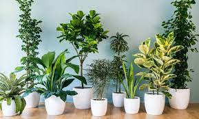 Öncelikle salon bitkilerinin fiziksel ihtiyaçlarını karşılayacak konuma yerleştirilmelidir. Havayi Temizleyen Ev Salon Ofis Cicekleri Hangileridir Cicek Bakimi Cicek Cesitleri Cicek Turleri Cicek Isimleri