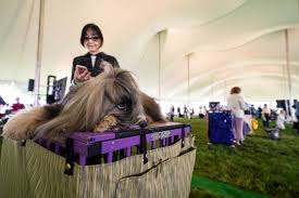 This year's show will feature 206 breeds and 2,500 dogs from the 50 us states, puerto rico, washington, dc, and 10 additional countries, according to the westminster kennel club. Zlcj9hclwf6x0m