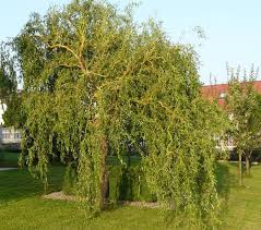 Salix matsudana Tortuosa Aurea-Salice di Pechino - alberi a foglia ...