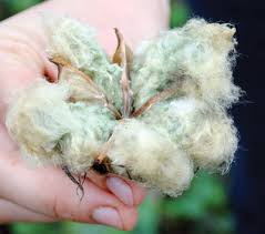 Cotton Growing Guide