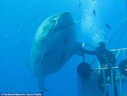 Newly Released Footage Shows Massive Great White Shark Named Deep Blue White Sharks Deep Blue Shark Great White Shark