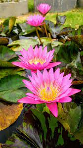 Queen Of Siam Lotus Water Lily Lily Garden Pond Lily Garden Beautiful Flowers Amazing Flowers